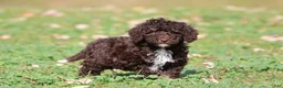 Mini Bernedoodle dogs for sale: Dark Chocolate - Ad 3