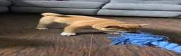Shiba Inu dogs for sale: Shiba Inu Puppy 1 - Ad 7