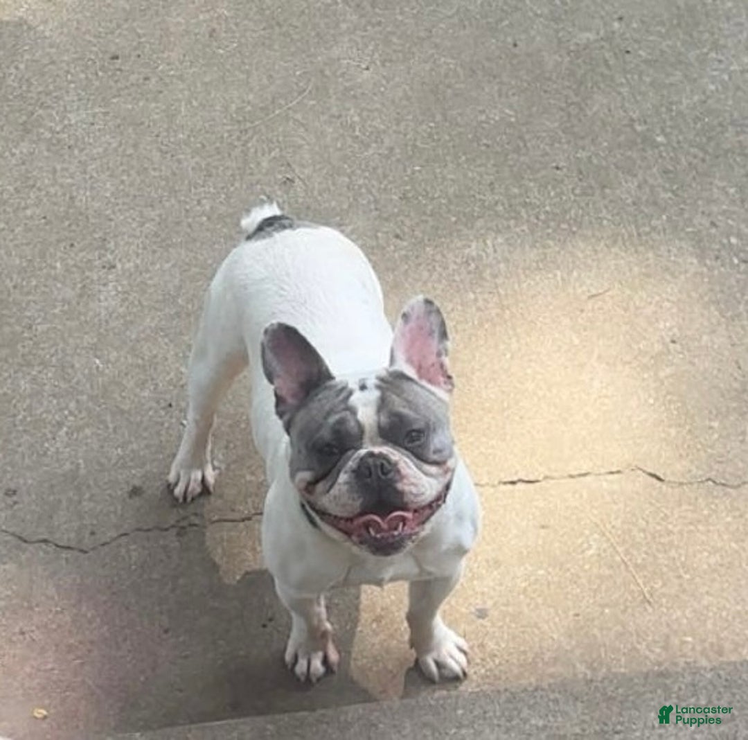 French Bulldog dogs for sale: French Bulldog Puppy 1 - Ad 1
