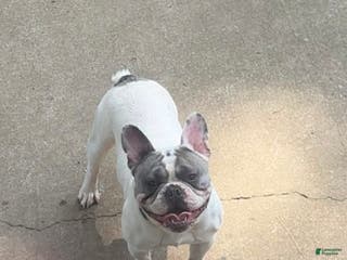 French Bulldog dogs French Bulldog Puppy 1 - Ad 18