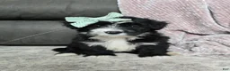 Mini Bernedoodle dogs for sale: Mini Wanda - Ad 3