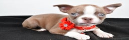 Boston Terrier dogs for sale: Yvonne - Ad 2