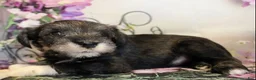 Miniature Schnauzer dogs for sale: Tanner - Ad 3