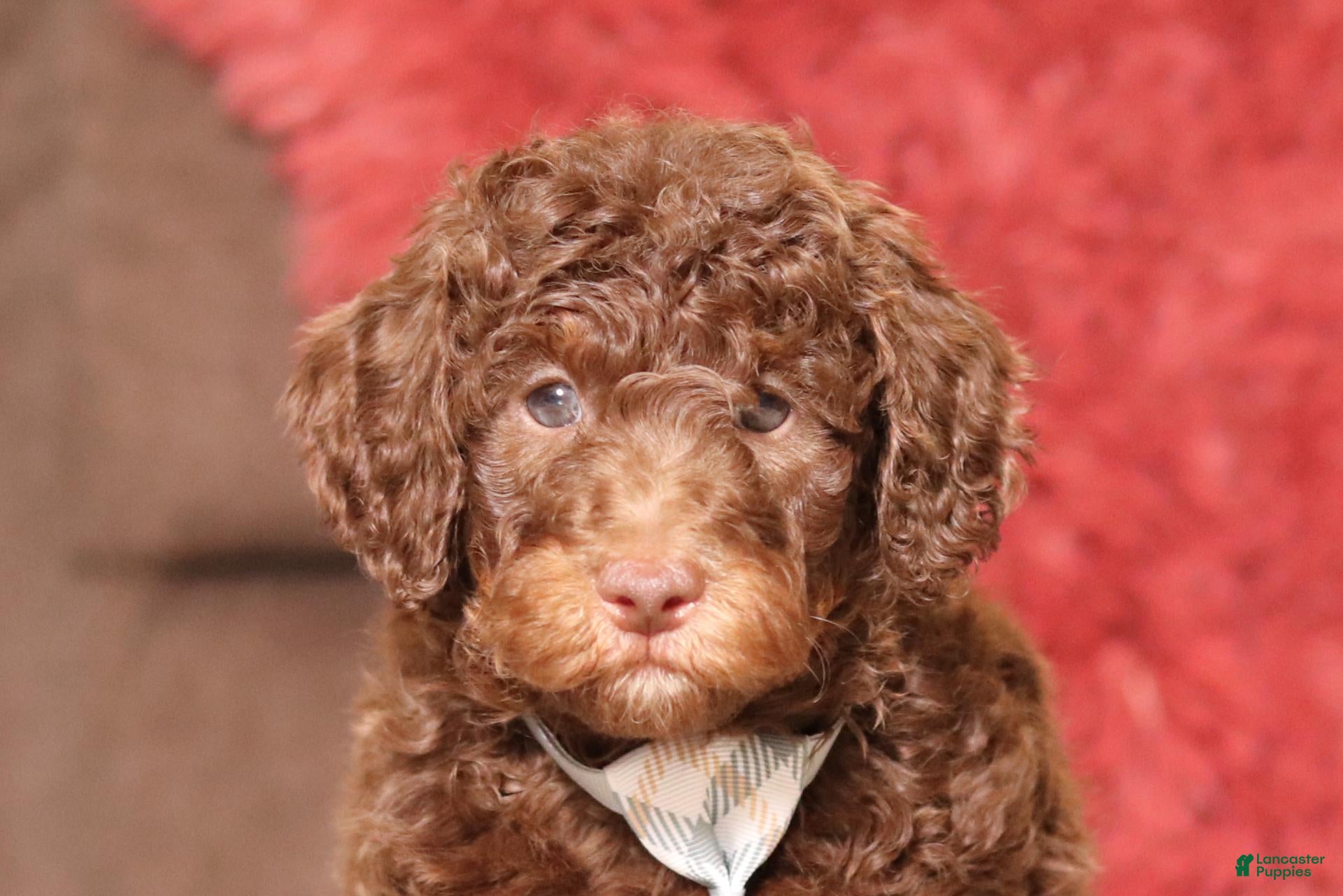 Miniature Poodle dogs for sale: Jax (AKC) - Ad 1