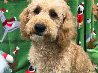 Mixed Breed dogs Baron - Ad 40