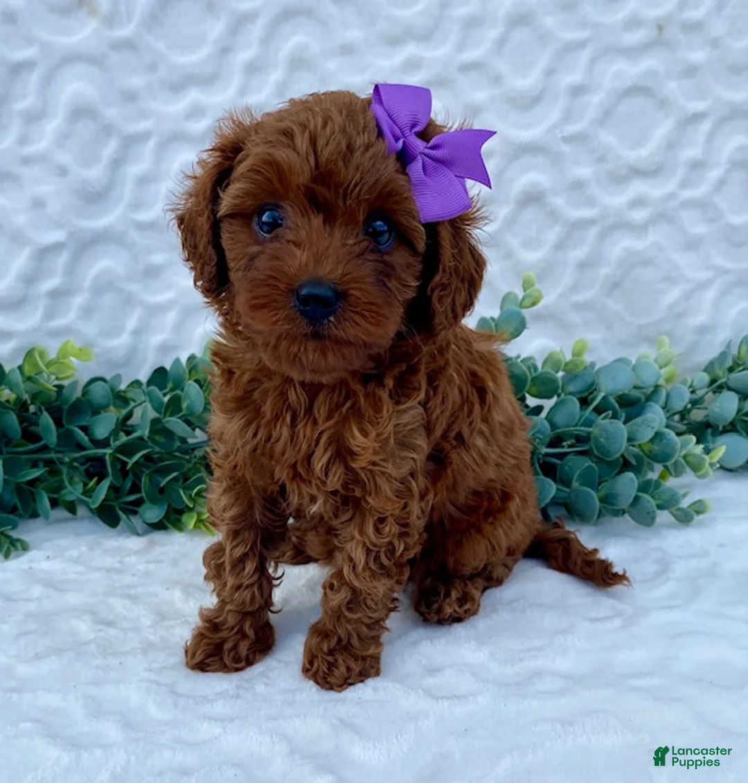Cavapoo dogs for sale: nova - Ad 2