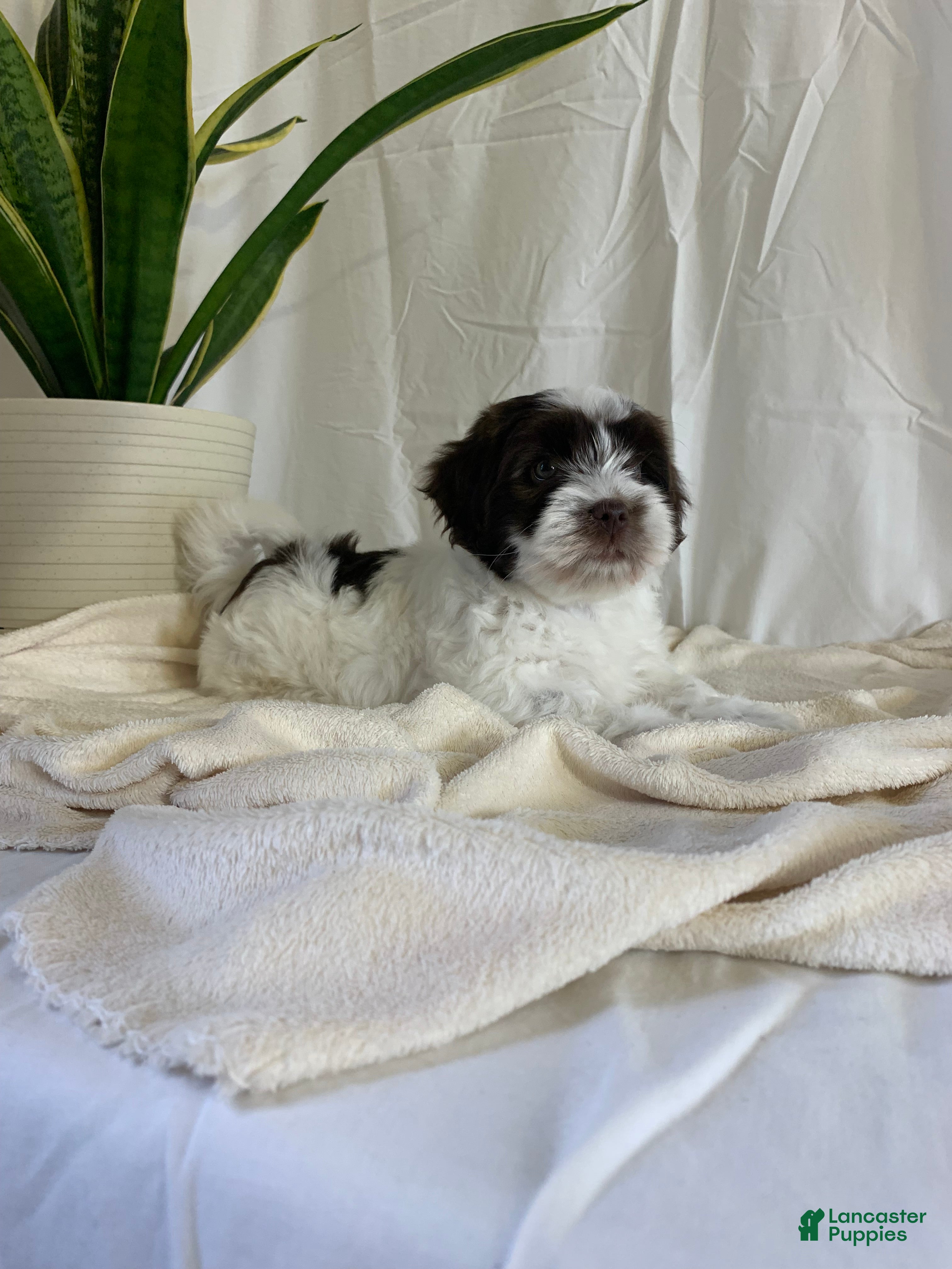 Havanese dogs Jake Havanese Puppy  - Ad 1