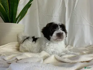 Havanese dogs for sale: Jake Havanese Puppy - Ad 4