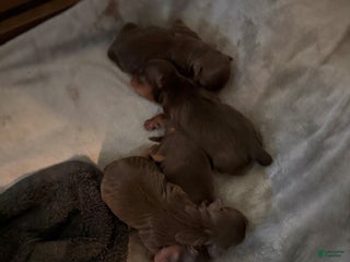 Yorkshire Terrier dogs Yorkshire Terrier Puppy 1 - Ad 5