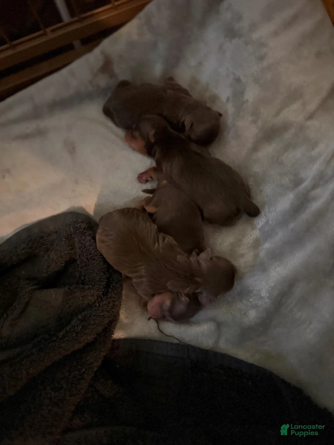 Yorkshire Terrier dogs for sale: Yorkshire Terrier Puppy 1 - Ad 1