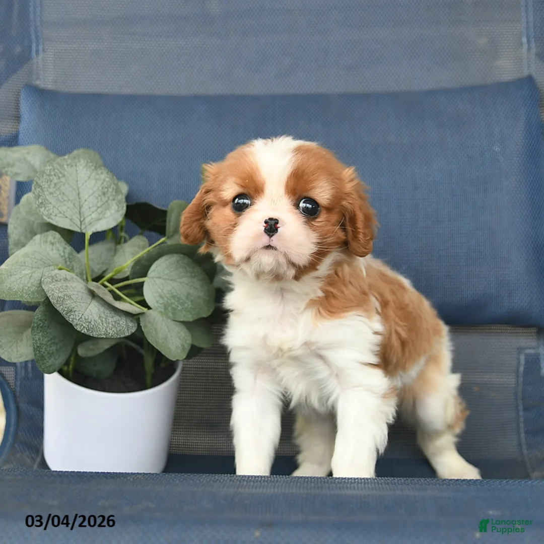 Cavalier King Charles Spaniel dogs for sale: Clover  - Ad 3