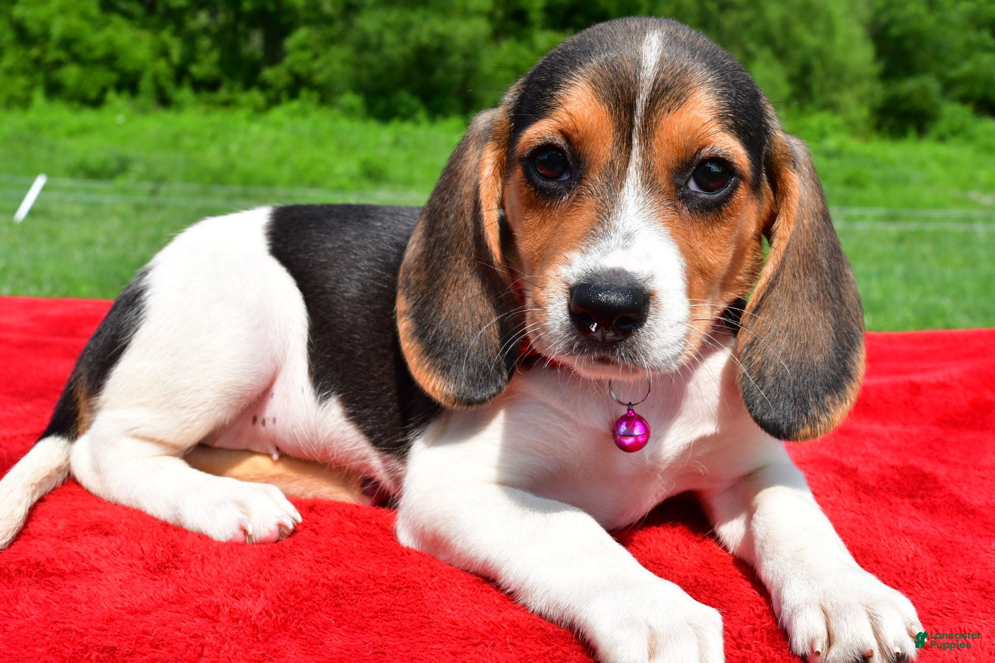 Beagle dogs Hailey - Ad 2