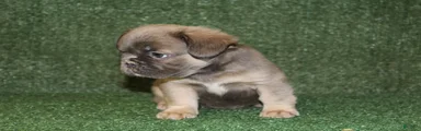 French Bulldog 3