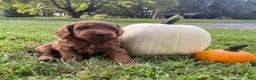 Miniature Labradoodle dogs for sale: Nola-mini red F1b - Ad 2