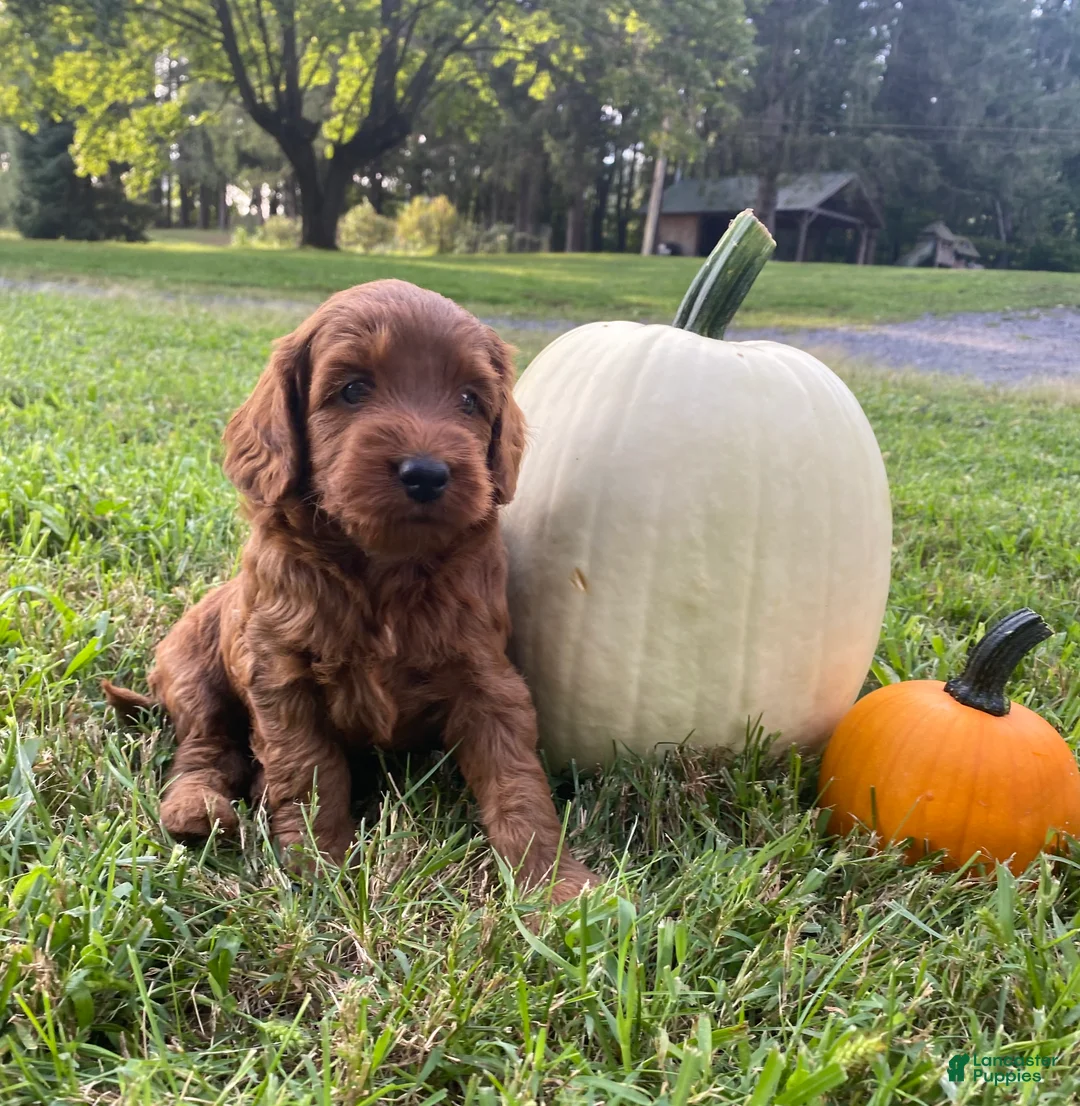 Miniature Labradoodle dogs for sale: Nola-mini red F1b - Ad 2