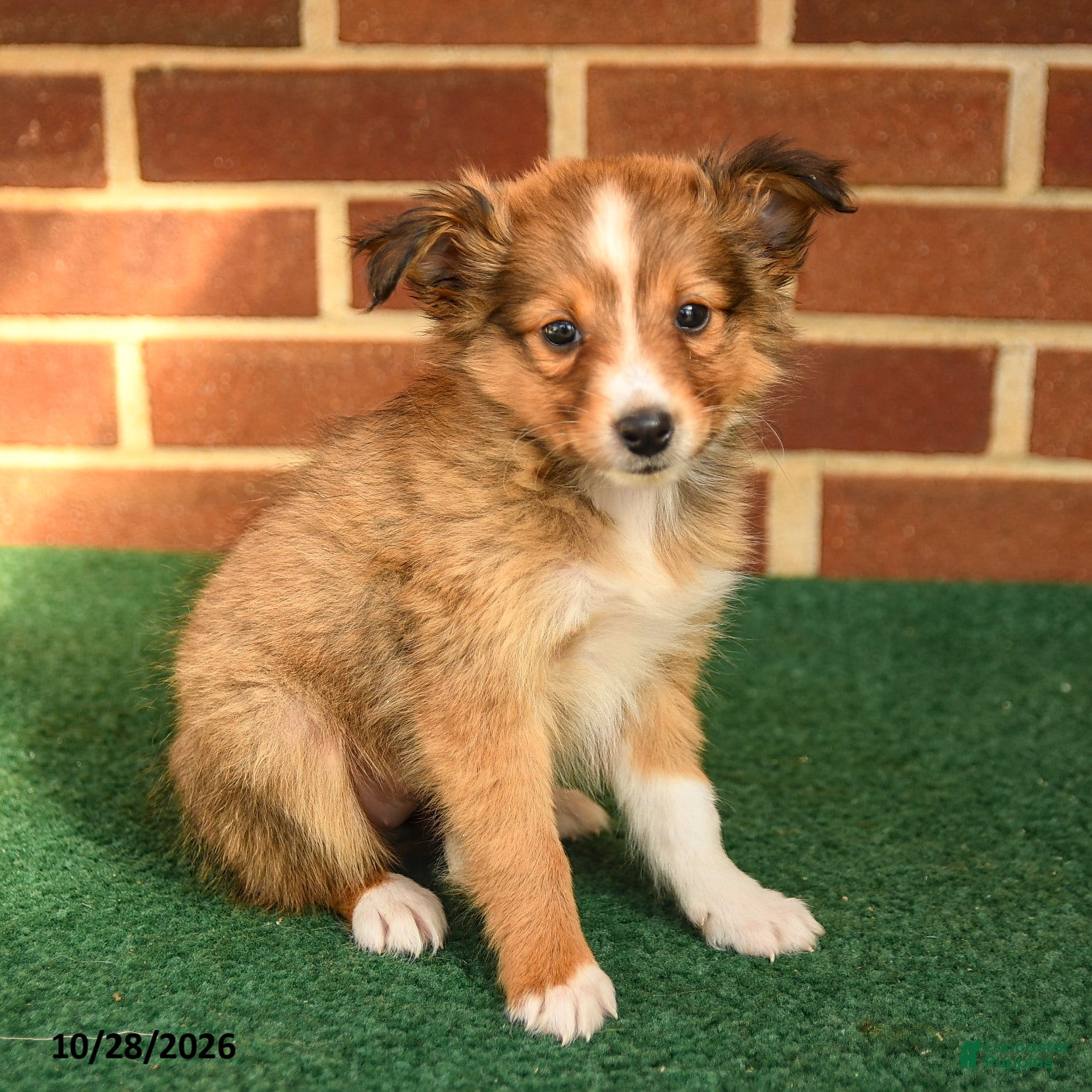 Shetland Sheepdog dogs for sale: Tessa - Ad 1