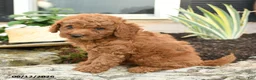 Mini Goldendoodle dogs for sale: Leo - Ad 3