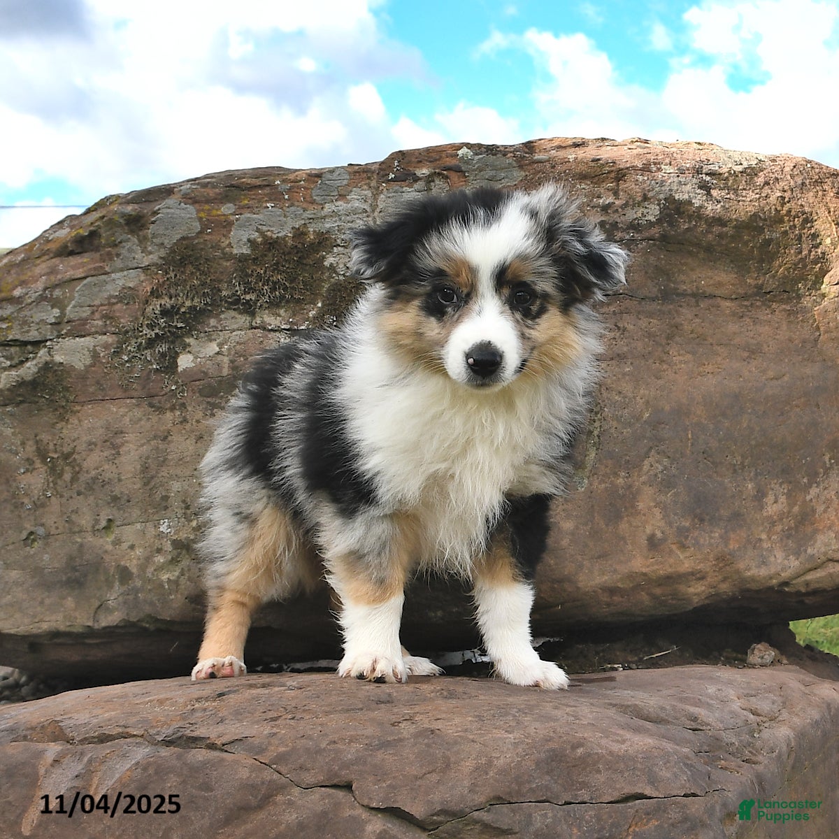 Puppies for sale in Utica, New York Lancaster Puppies