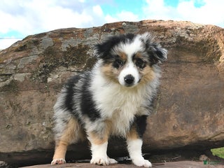 Miniature Australian Shepherd dogs Ripple - Ad 40