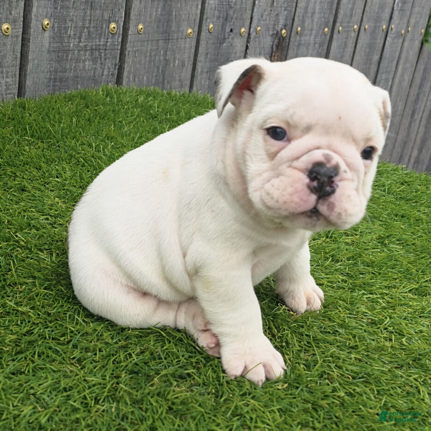 English Bulldog dogs Diesel - Ad 2