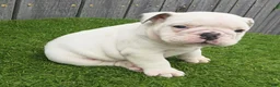 English Bulldog dogs for sale: Diesel - Ad 2