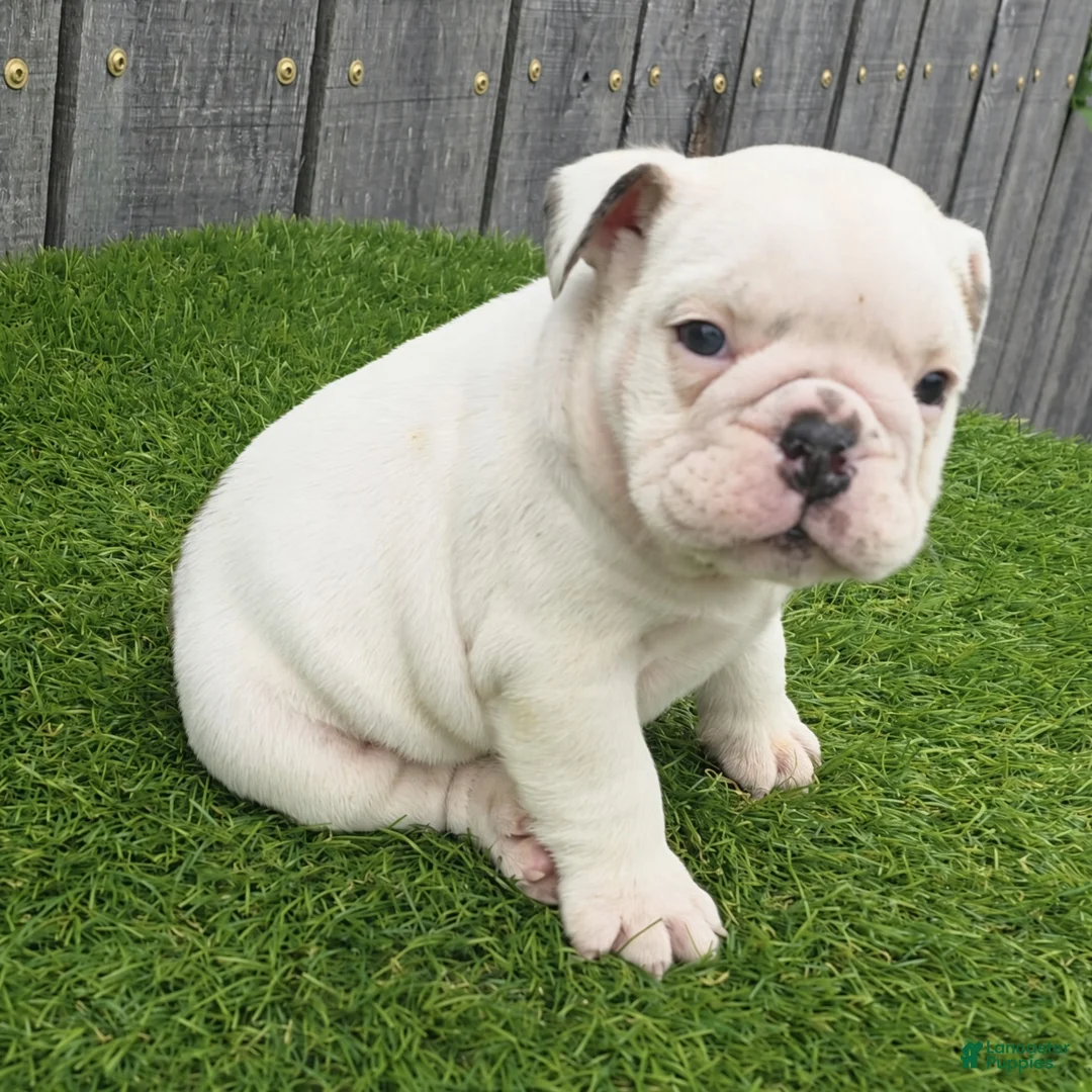 English Bulldog dogs for sale: Diesel - Ad 2
