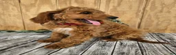 Mini Goldendoodle dogs for sale: Ace - Ad 16