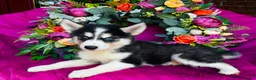 Siberian Husky dogs for sale: Kodiak - Ad 6