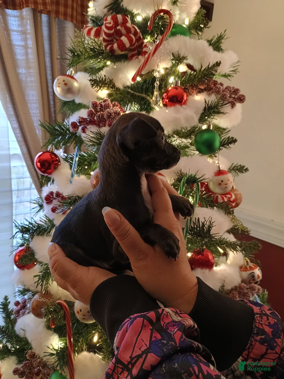 Chihuahua dogs for sale: Eve t-cup  - Ad 5