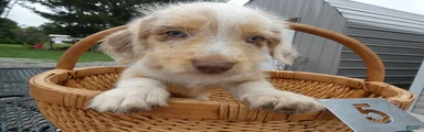 Mini Aussiedoodle 4 Malia