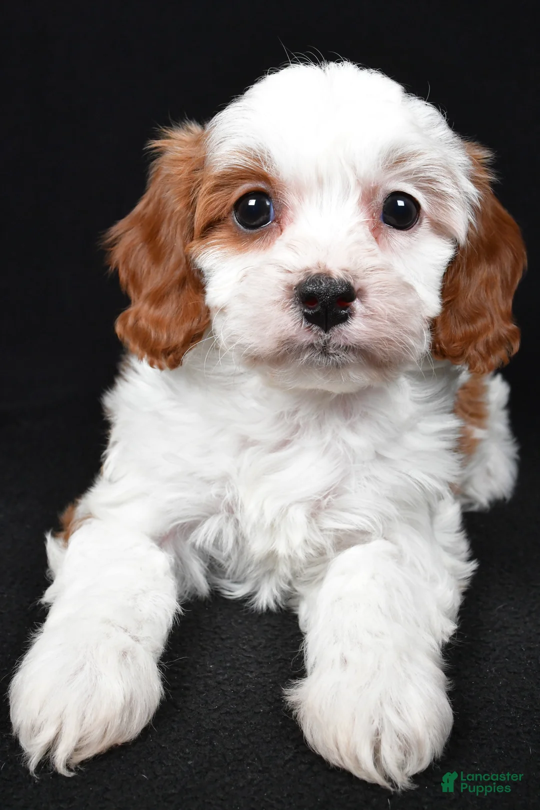 Cavapoo dogs for sale: Katie - Ad 5