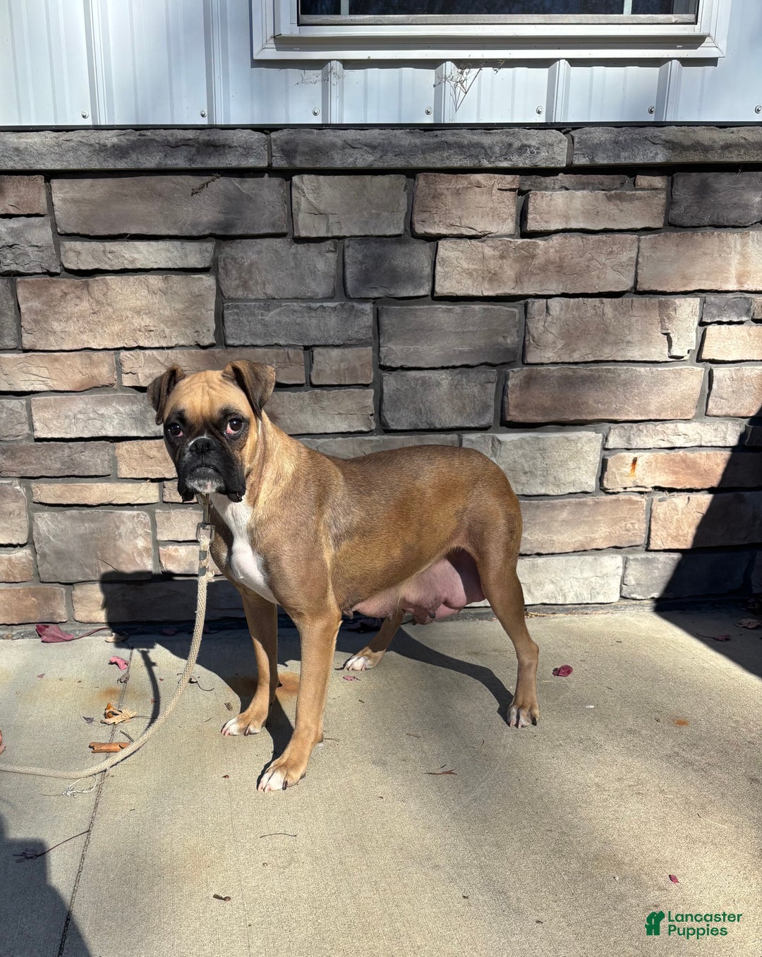 Boxer dogs for sale: Bruno - Ad 4