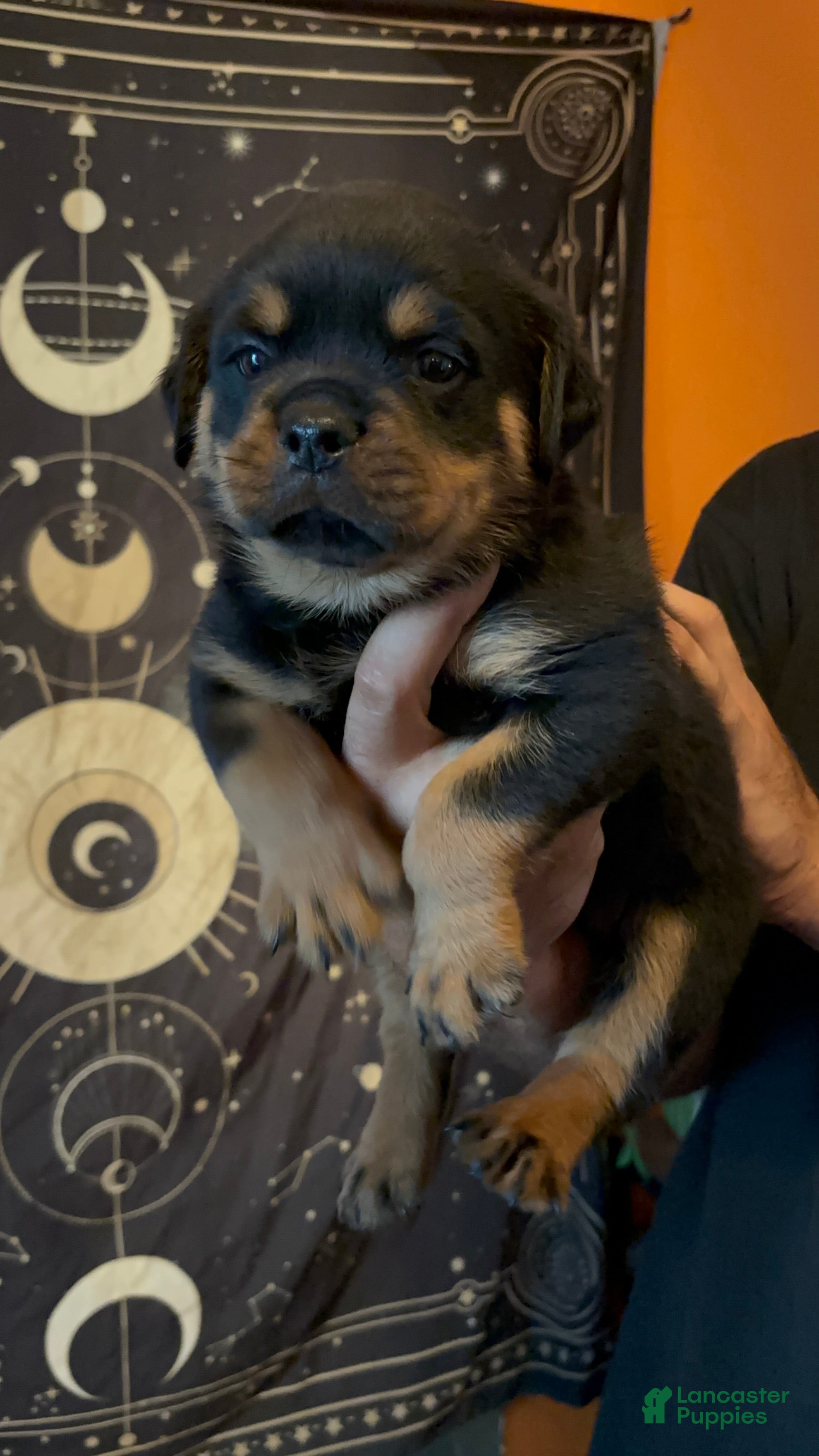 Rottweiler dogs Rottweiler 4 - Ad 2