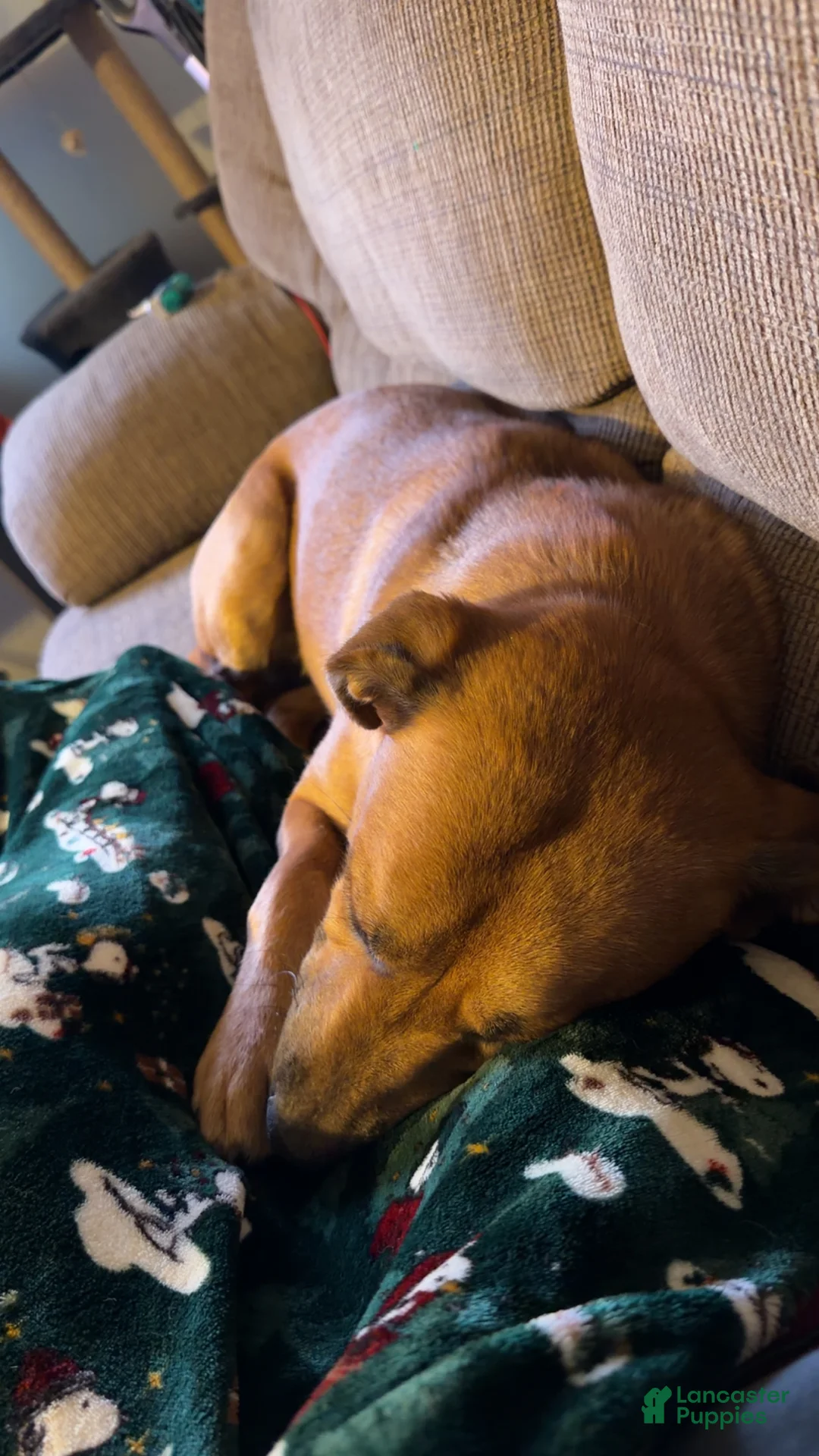 Collie dogs for sale: Collie Puppy 1 - Ad 3