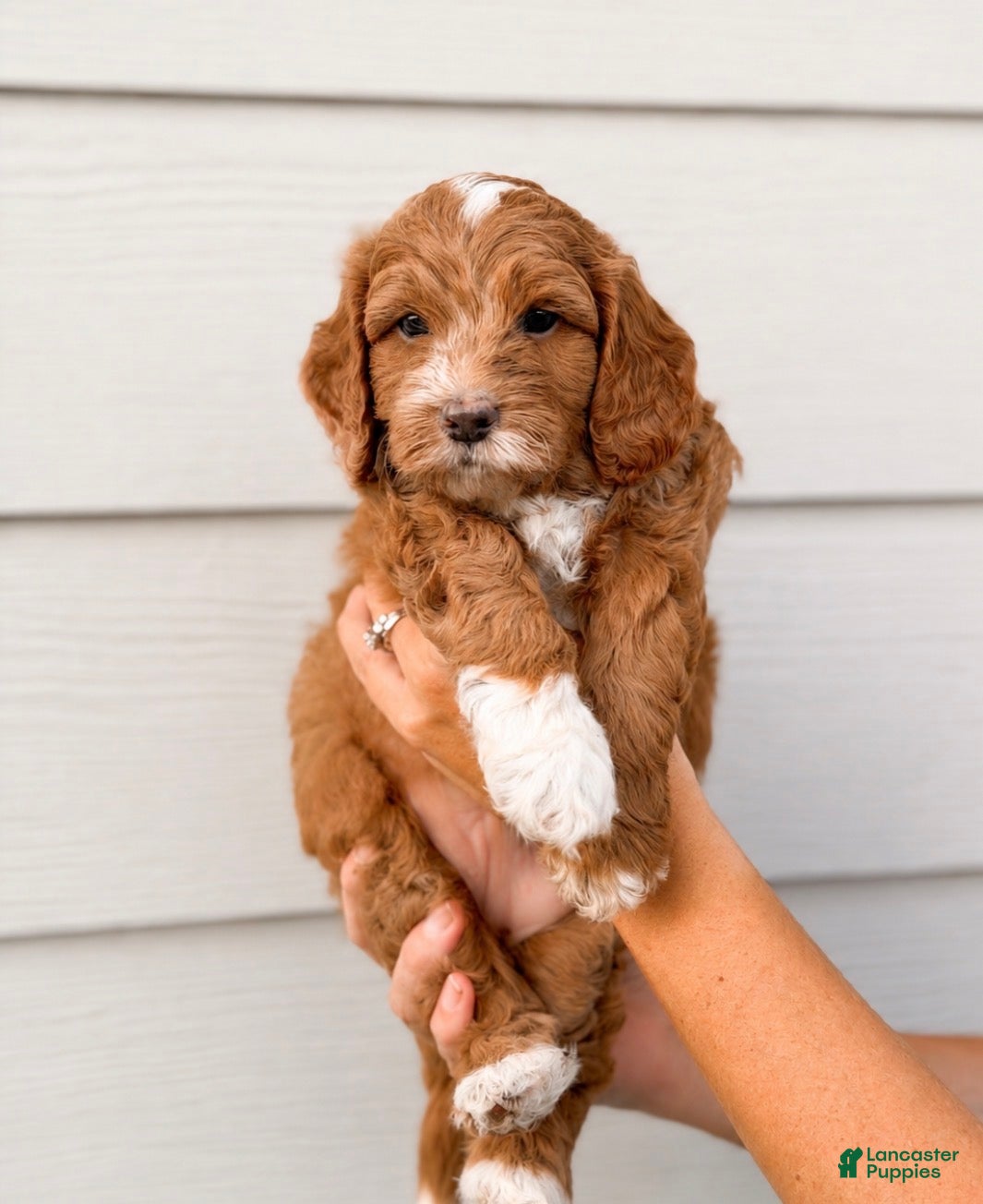 Goldendoodle dogs Blitz - Ad 2