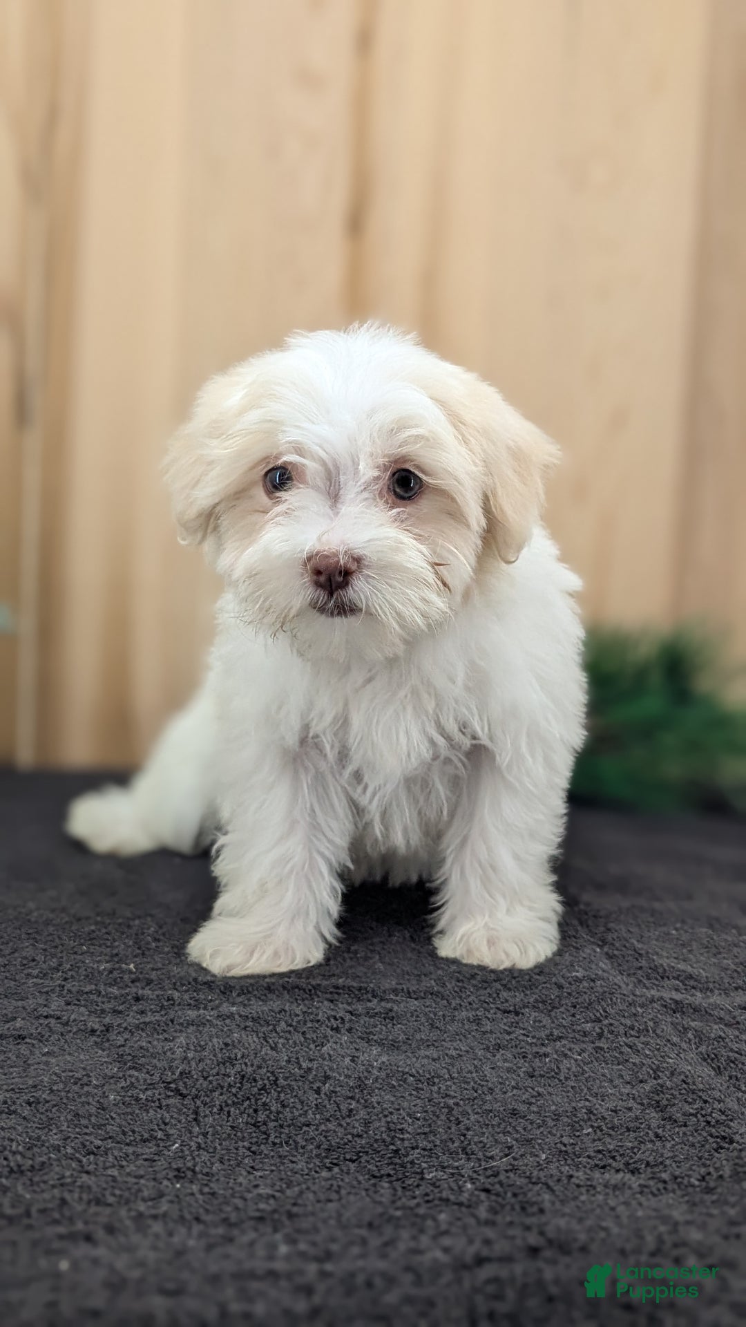 Havanese dogs for sale: Macy - Ad 5