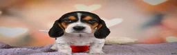 Beagle dogs for sale: OTTO - Ad 18