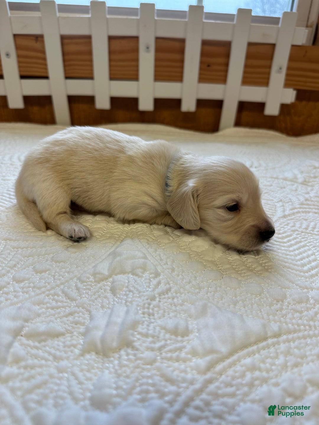 Miniature Dachshund dogs for sale: Levi - Ad 12