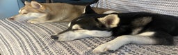 Alaskan Klee Kai dogs for sale: Alyssa - Ad 9