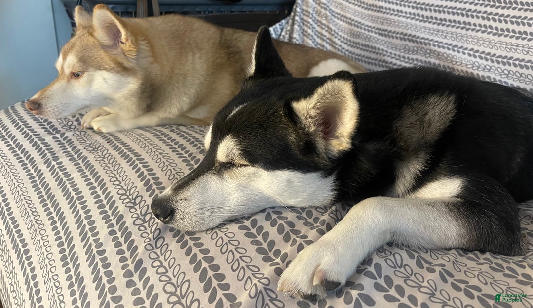 Alaskan Klee Kai dogs for sale: Alyssa - Ad 9