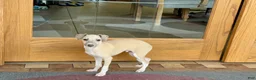 Italian Greyhound dogs for sale: Norm - Ad 8