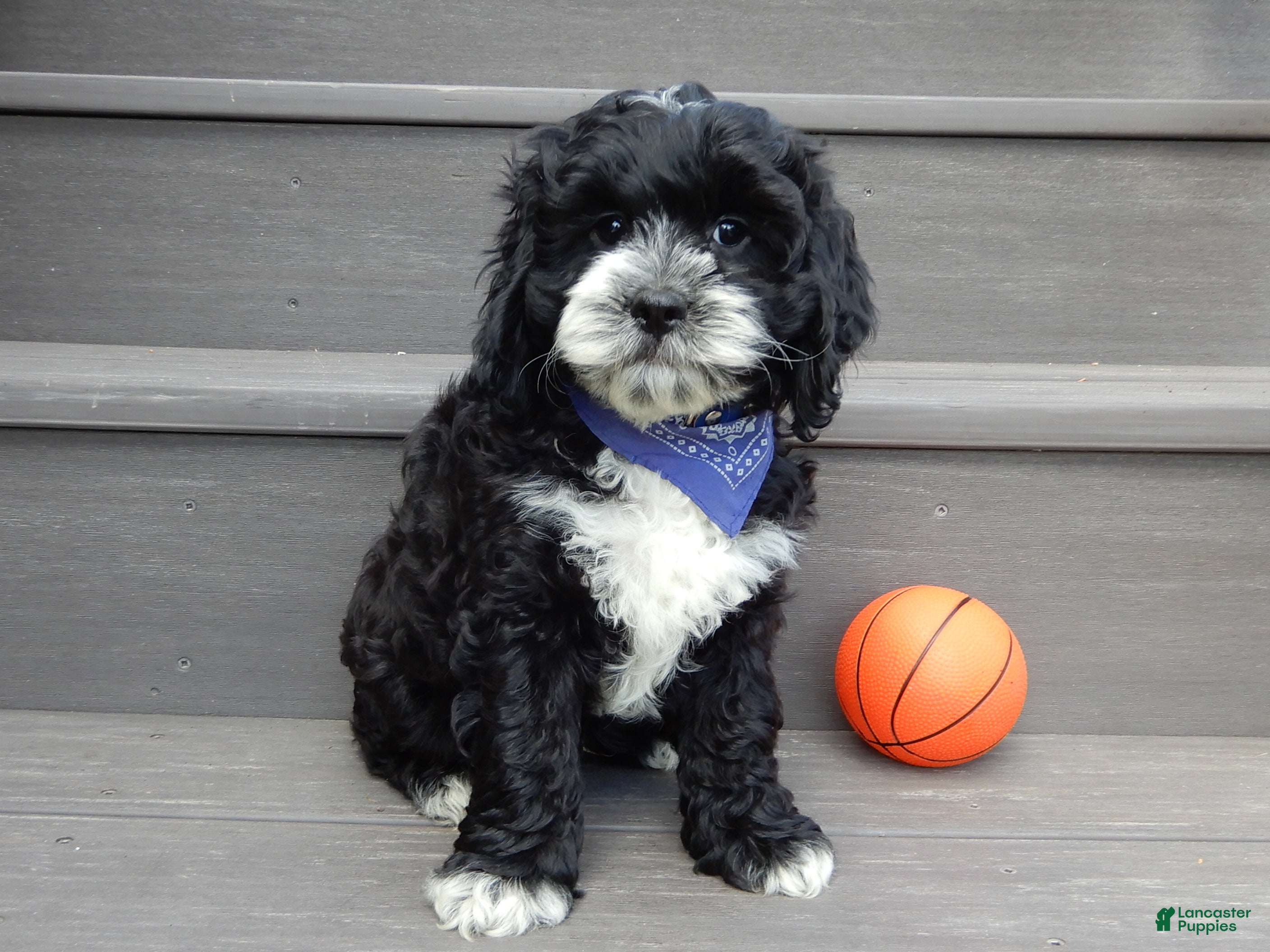 Cockapoo dogs for sale: Dakota - Ad 1