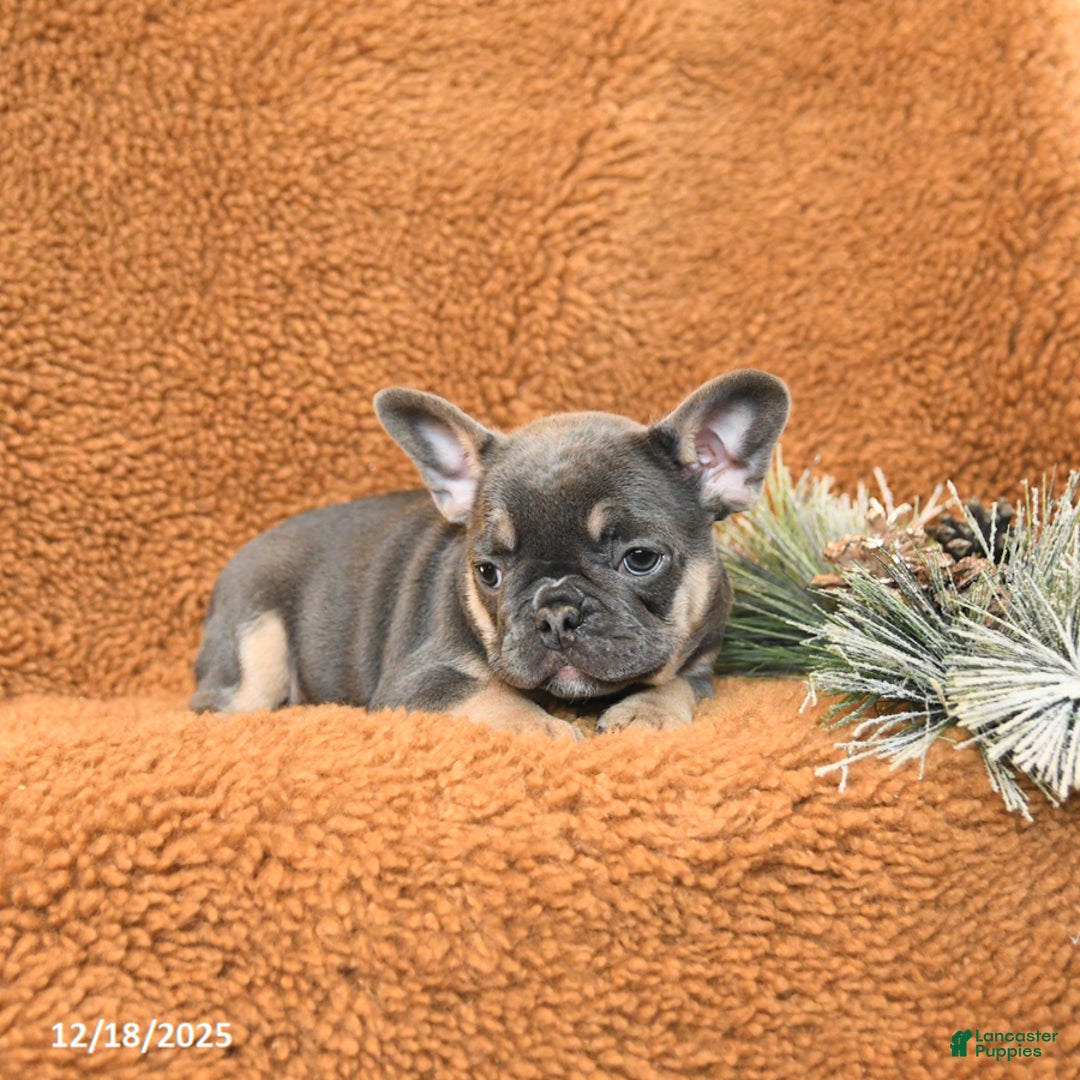 French Bulldog dogs for sale: Tracy - Ad 1