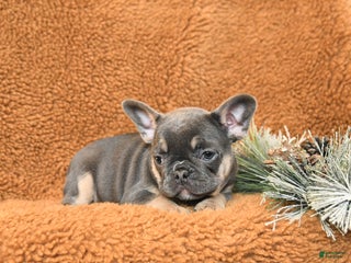 French Bulldog dogs Tracy - Ad 11
