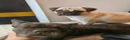 Frug dogs for sale: Frug 3 - Ad 7