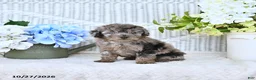 Mini Aussiedoodle dogs for sale: Elsie - Ad 4