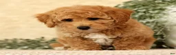 Bichpoo dogs for sale: Yoda - Ad 5