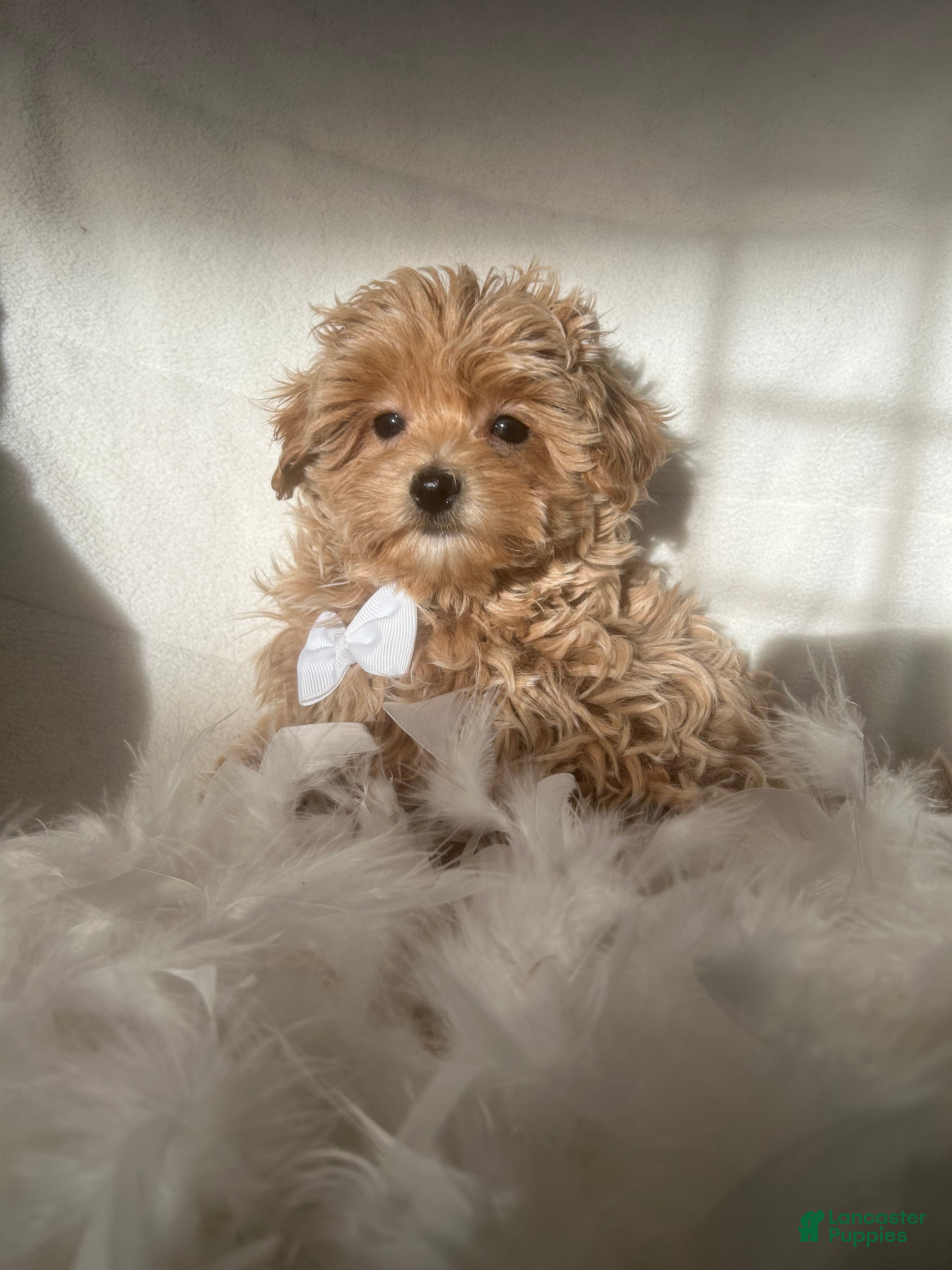 Mixed Breed dogs Teddy - Ad 22
