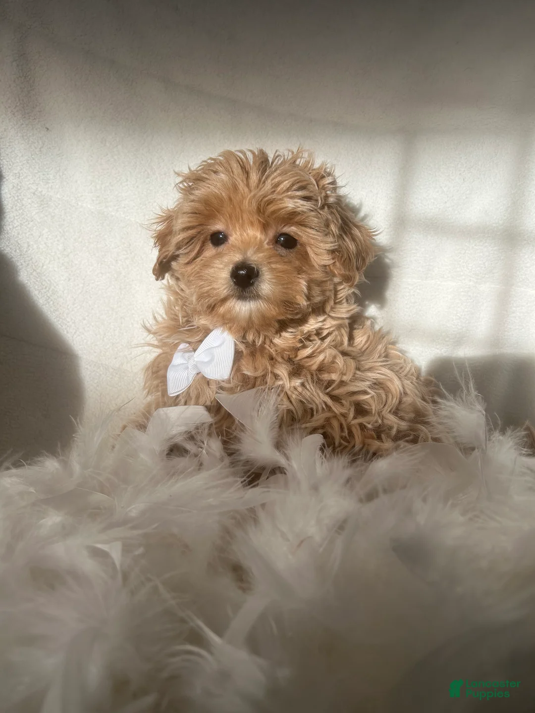 Mixed Breed dogs for sale: Teddy - Ad 1
