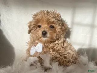 Mixed Breed dogs Teddy - Ad 22